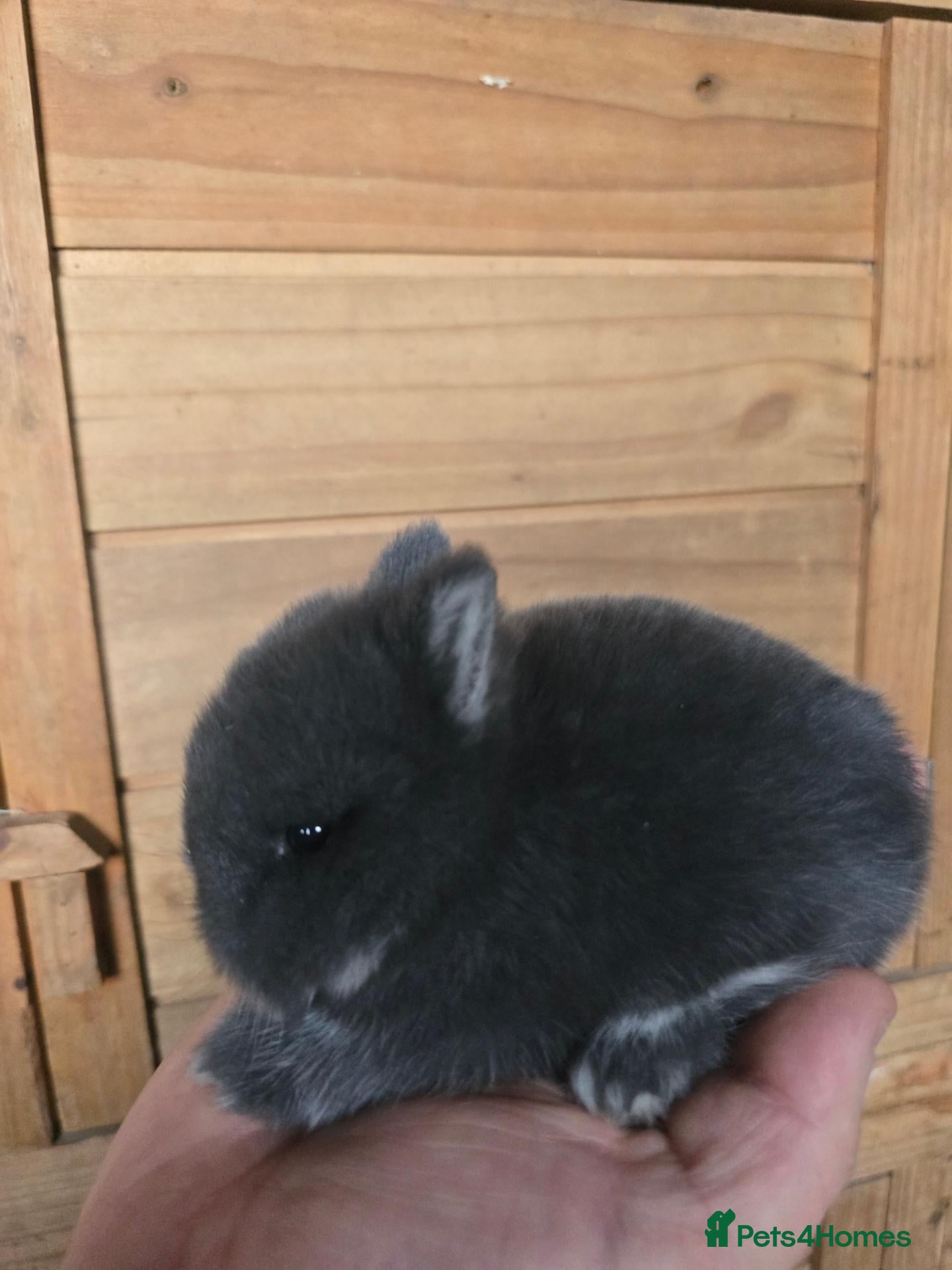 Netherland Dwarf rabbits Netherland dwarf kits  fully vaxxed *read ad* - Advert 11