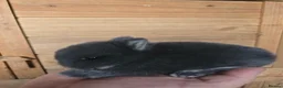 Netherland Dwarf rabbits for sale: Netherland dwarf kits  fully vaxxed *read ad* - Advert 2