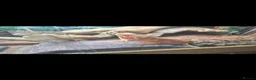 Bearded Dragon reptiles for sale: Bearded Dragon and enclosure for Sale - Advert 2