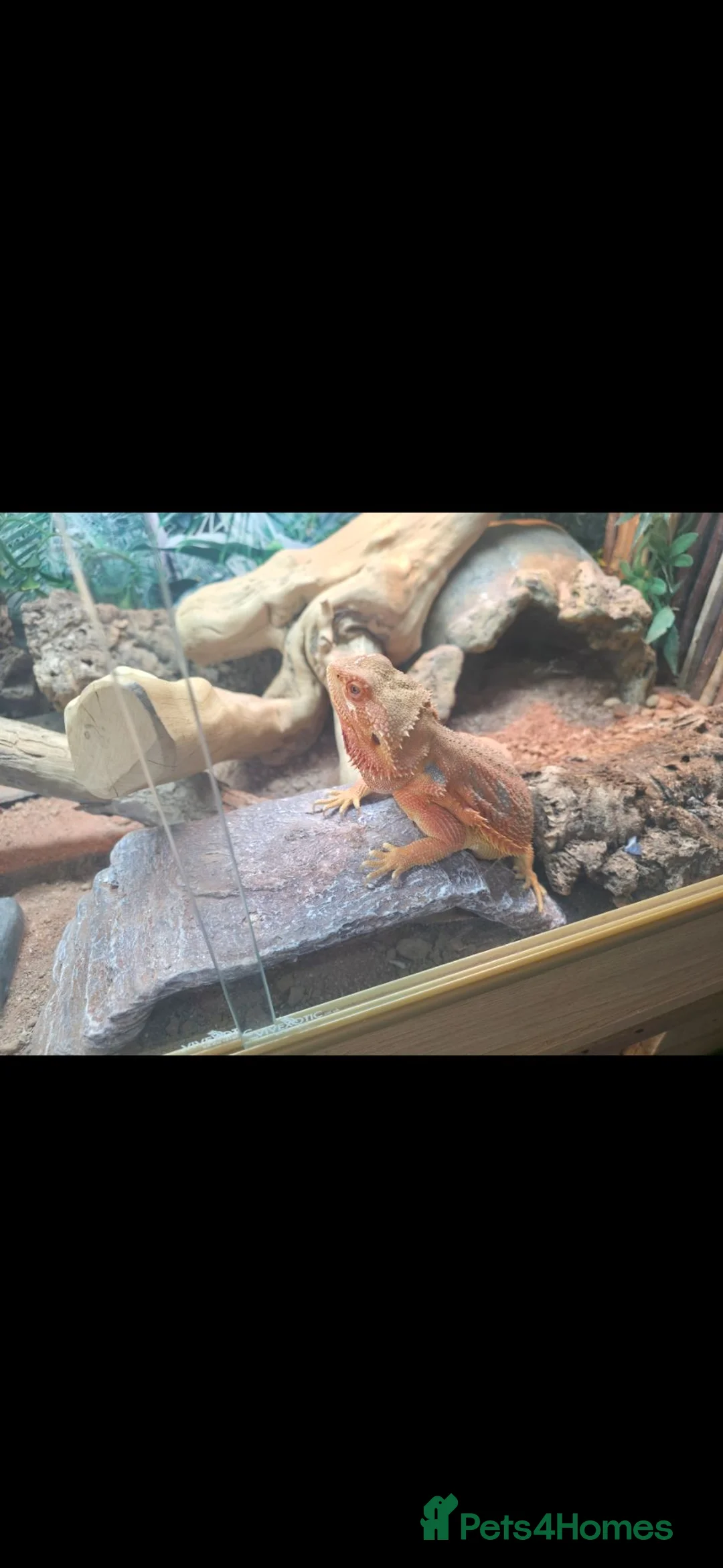 Bearded Dragon reptiles for sale: Bearded Dragon and enclosure for Sale - Advert 2