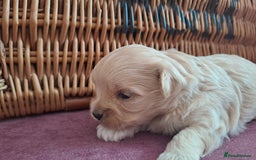 Maltipoo dogs for sale: Kc, Asian size, F1 female - Image 3