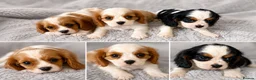 Cavalier King Charles Spaniel dogs for sale: Cavalier King Charles For Sale in Mansfield - Advert 5