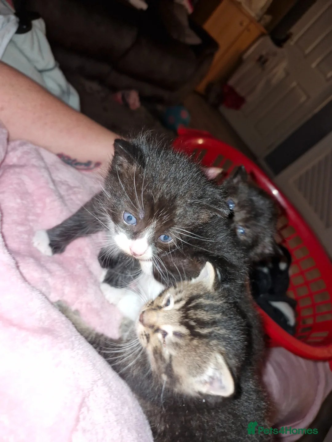 Mixed Breed cats for sale: Kittens for sale 🫶 - Advert 9