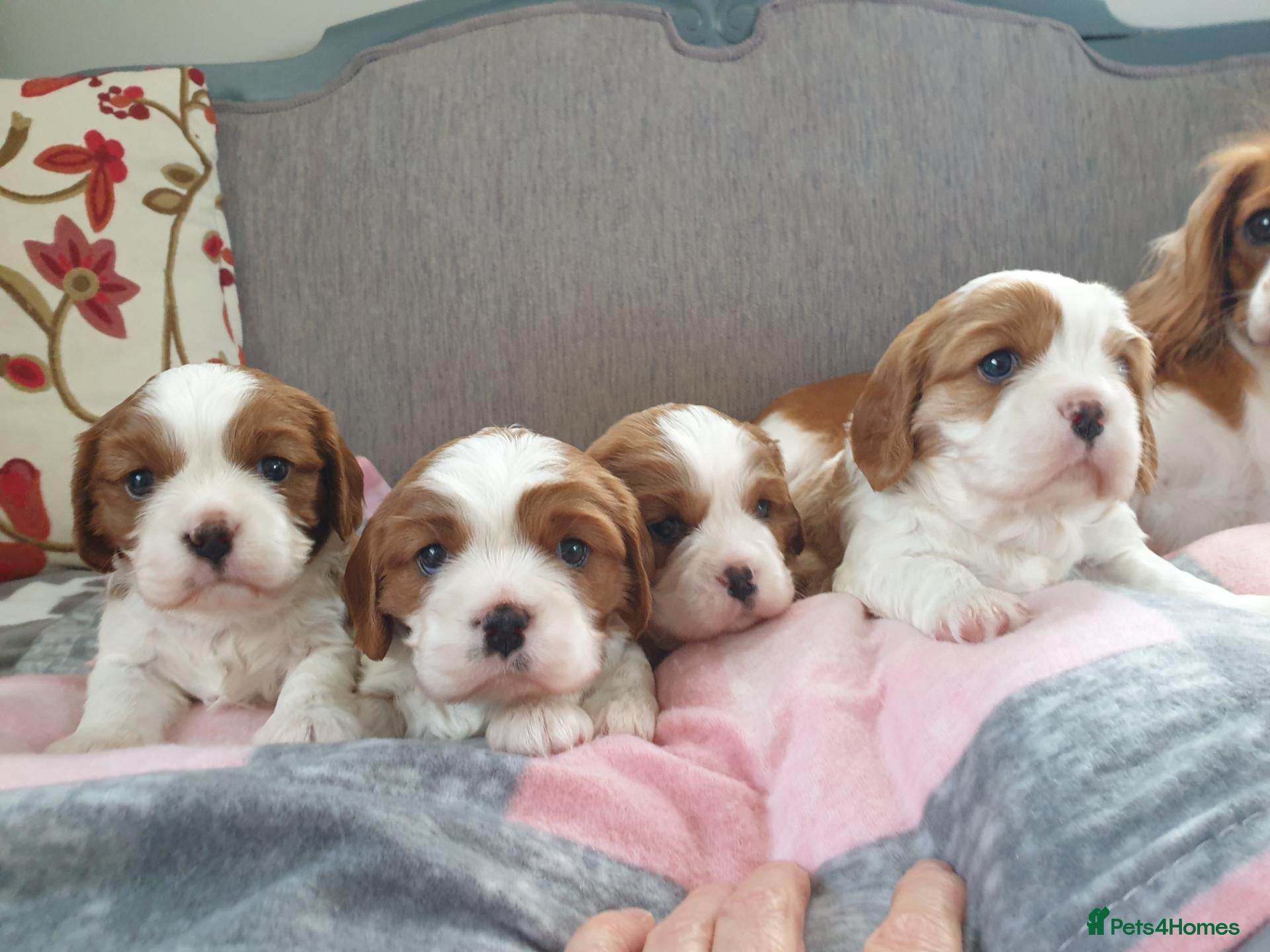 Cavalier King Charles Spaniel dogs K.C. reg. Cavalier King Charles Spanel - Advert 1