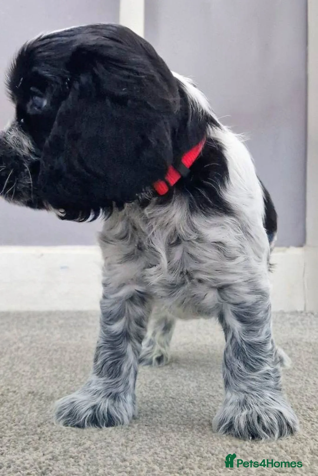 Cocker Spaniel dogs for sale: Cocker Spaniel Show Type Puppies - Advert 2