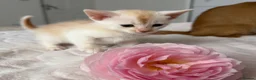 Abyssinian cats for sale: ✨ THE JEWEL OF THE LITTER: Rare Silver Sorrel Girl - Advert 4