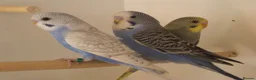 Budgerigars birds for sale: Baby Boy Budgie  7 Weeks old - Advert 2