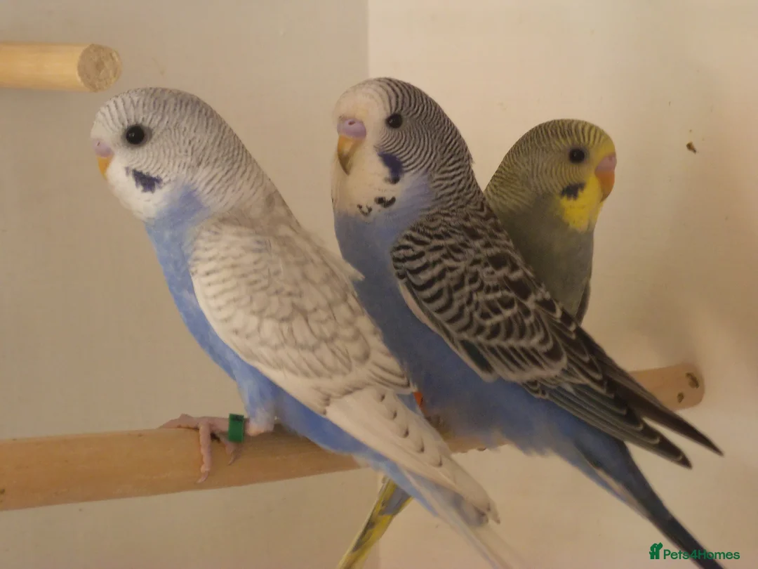 Budgerigars birds for sale: Baby Boy Budgie  7 Weeks old - Advert 2