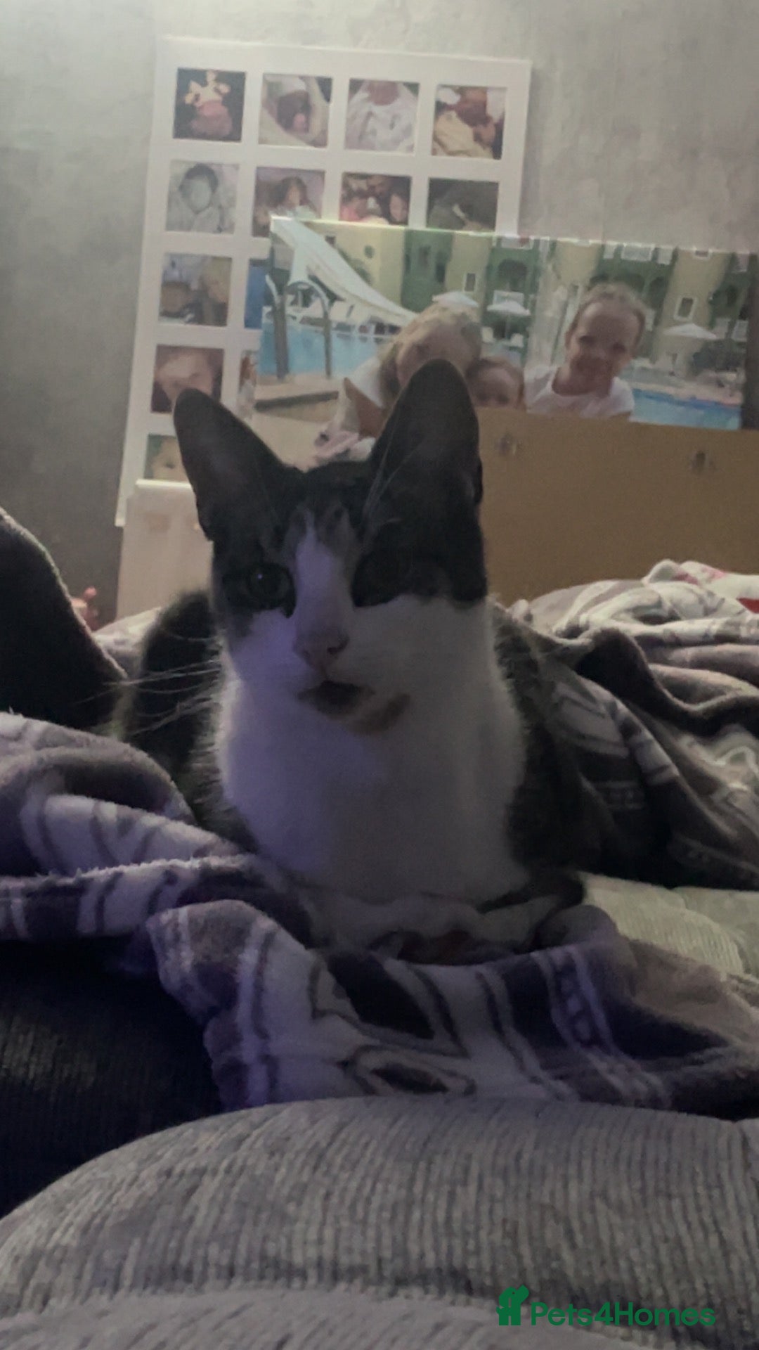 Mixed Breed cats a big boy ready for adoption  - Advert 3