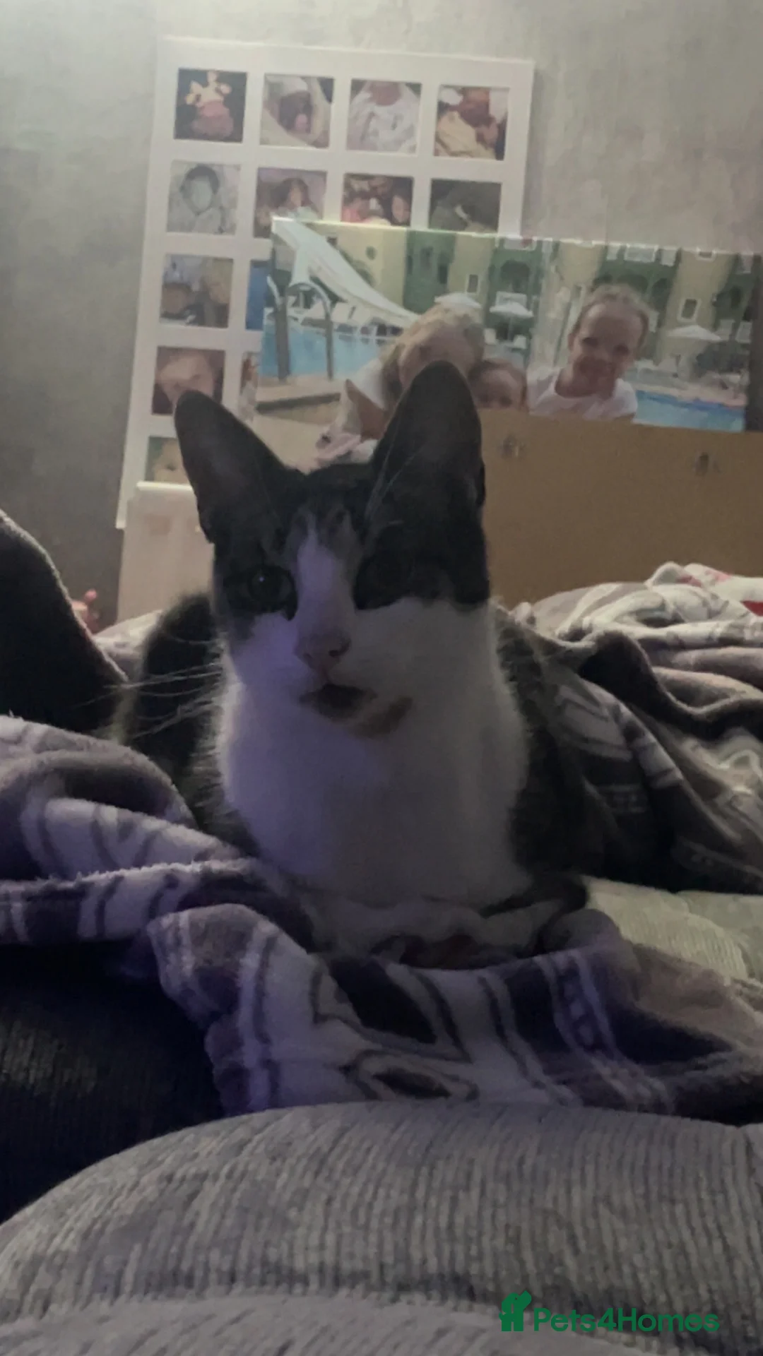 Mixed Breed cats for sale: a big boy ready for adoption  - Advert 1