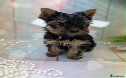 Yorkshire Terrier dogs for sale: Pedigree Yorkshire Terrier Puppies - Advert 1