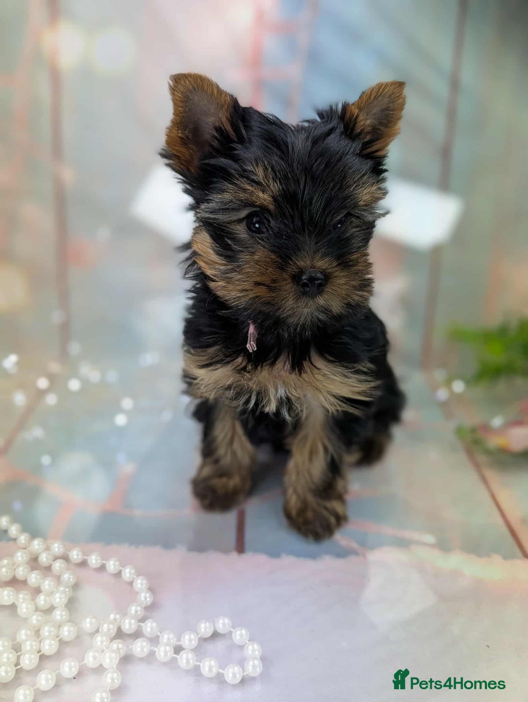 Yorkshire Terrier dogs for sale: Pedigree Yorkshire Terrier Puppies - Advert 1
