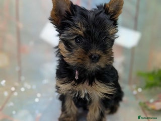Yorkshire Terrier dogs - Advert 25