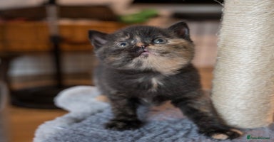 British Shorthair cats - Advert 9