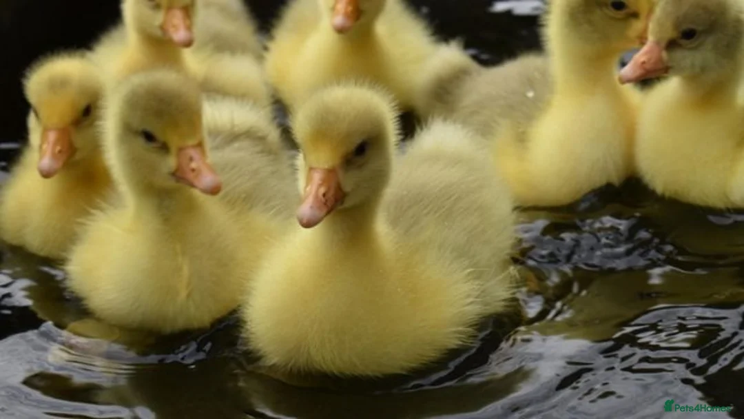 Geese poultry for sale: Friendly Large-Strain Embden Goslings - 2026 Hatch - Advert 1