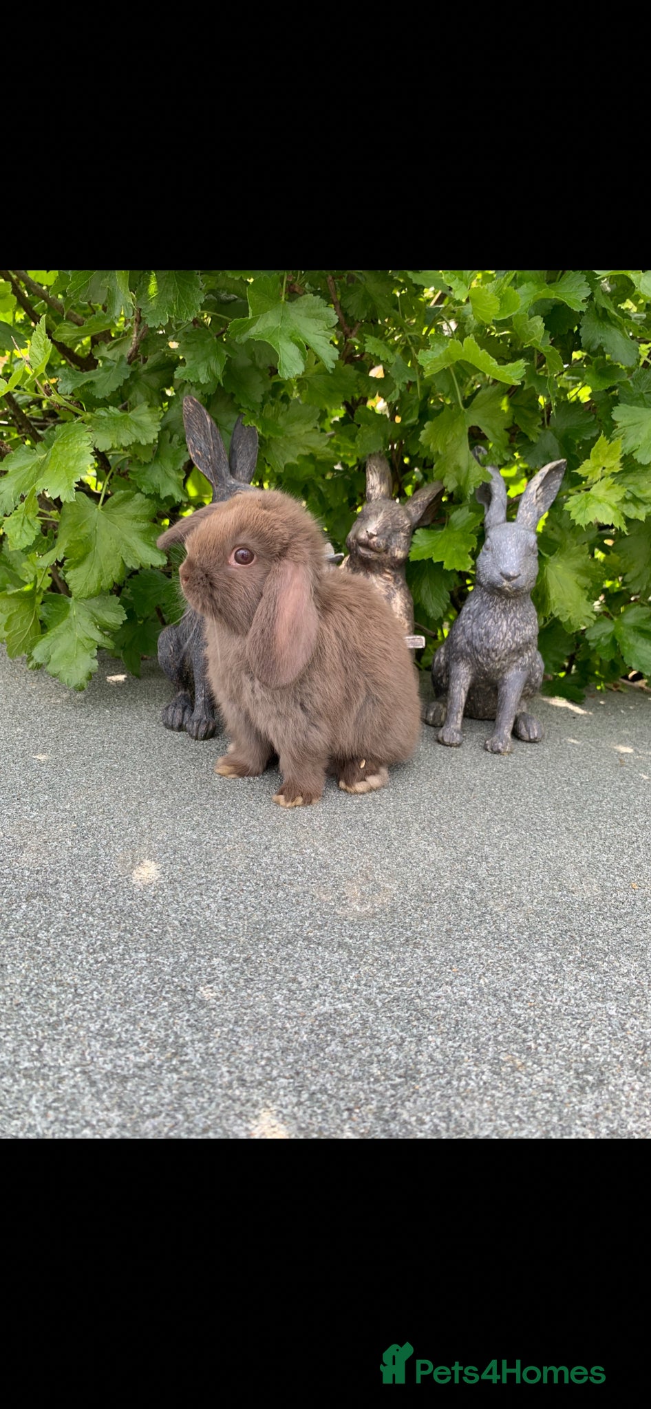 Mini Lop rabbits Baby Mini Lop Eared Rabbits For Sale R/T/Leave Now - Advert 14