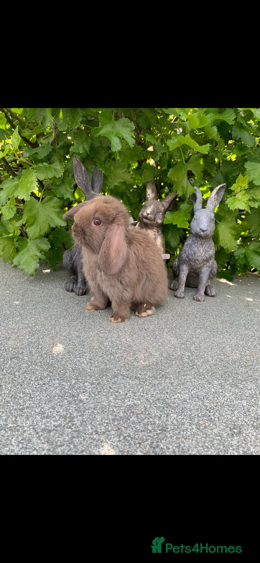 Mini Lop rabbits for sale: Baby Mini Lop Eared Rabbits For Sale R/T/Leave Now in Chester-le-Street - Advert 1