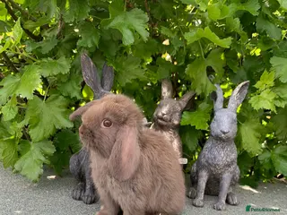 Mini Lop rabbits Baby Mini Lop Eared Rabbits For Sale R/T/Leave Now - Advert 2