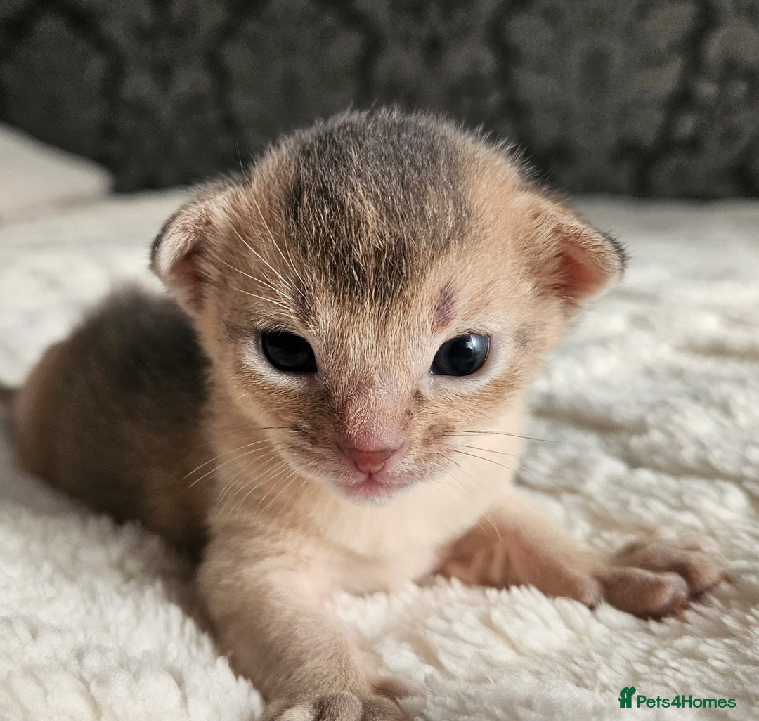 Abyssinian cats for sale: Abyssinian  - Advert 38