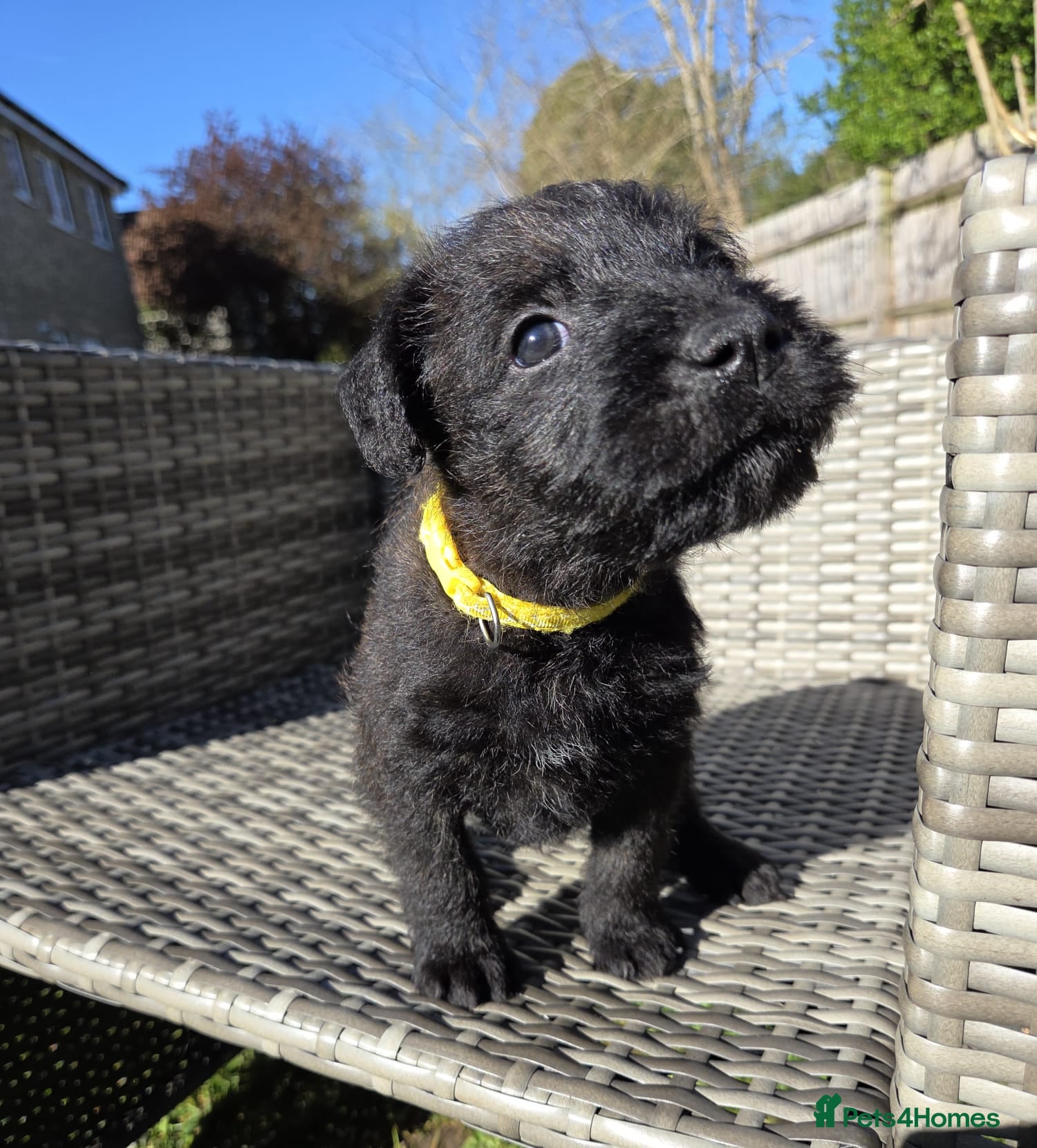 Mixed Breed dogs KC Blue staff X KC Irish terrier puppies  - Advert 2