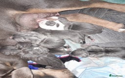 Staffordshire Bull Terrier dogs for sale: Blue tri Staffordshire bull terrier pups for sale  - Image 10