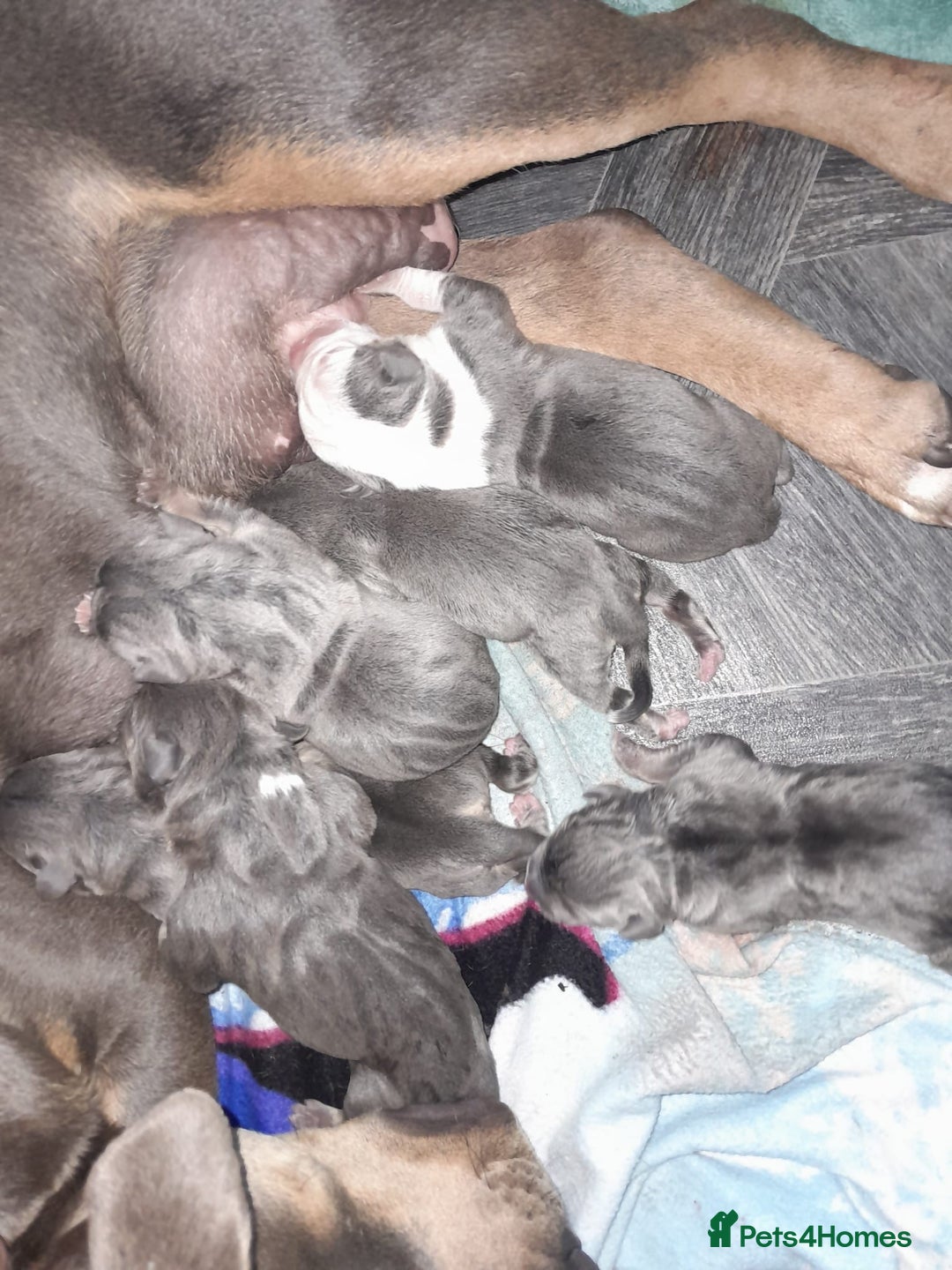 Staffordshire Bull Terrier dogs for sale: Blue tri Staffordshire bull terrier pups for sale  - Image 10