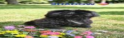 Shih Tzu dogs for sale: RARE BLACK STANDARD SHIH TZU WITH BLUE  SKIN - Advert 1