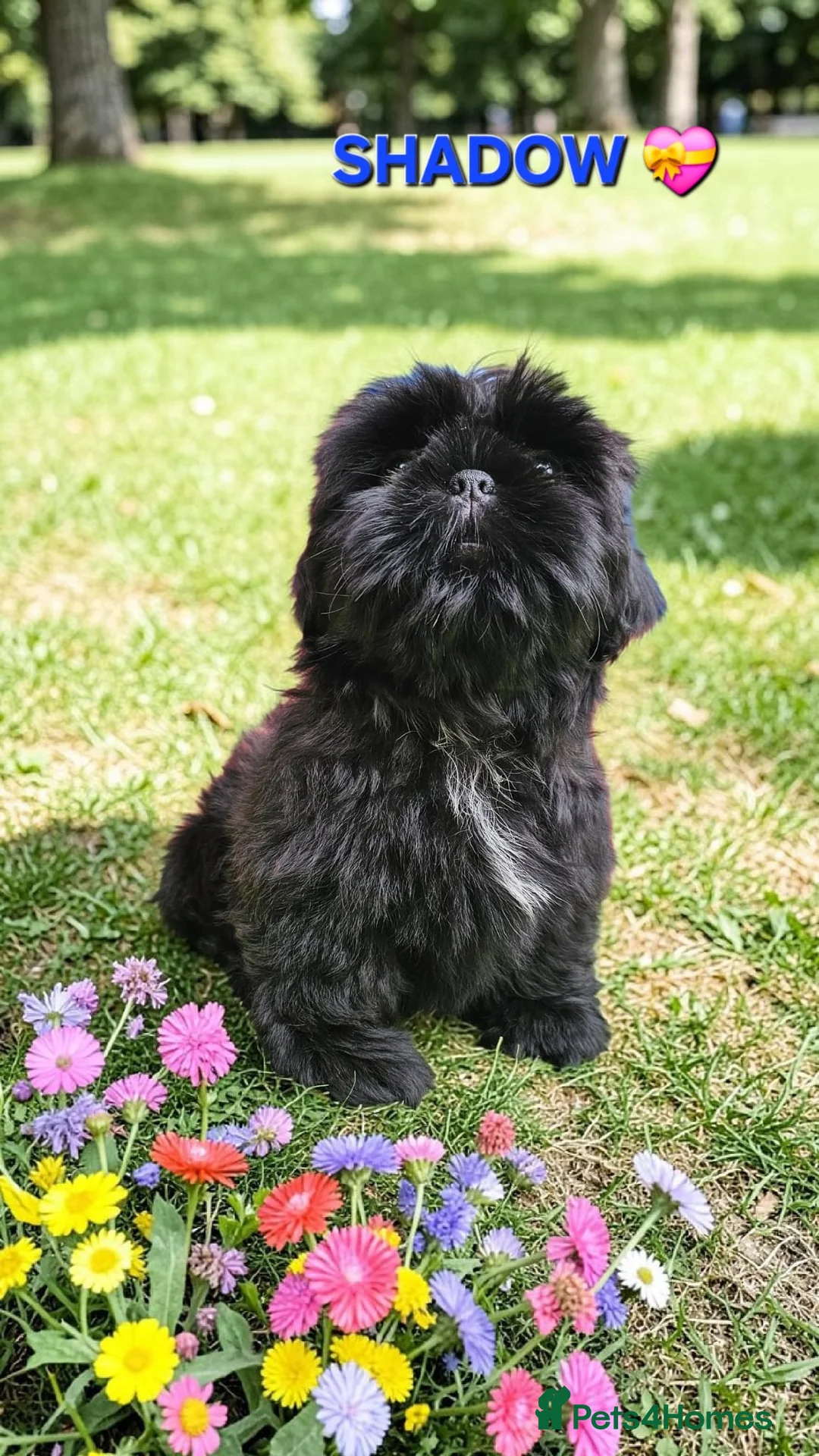 Shih Tzu dogs for sale: RARE BLACK STANDARD SHIH TZU WITH BLUE  SKIN - Advert 1