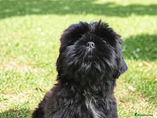 Shih Tzu dogs STUNNING PURE STANDARD SHIH TZU - Advert 3