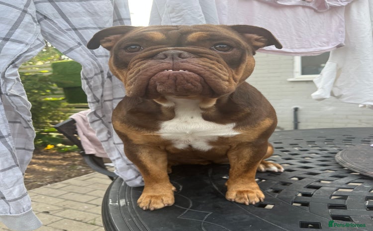 English Bulldog dogs - Advert 1