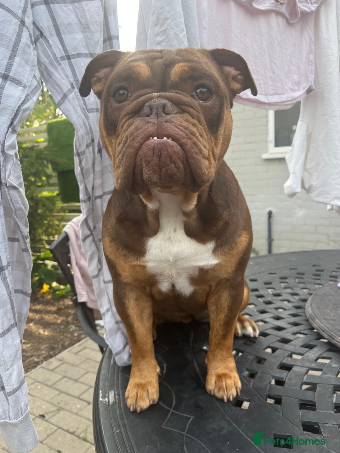 English Bulldog dogs for sale: 1 year old female bulldog - Image 1