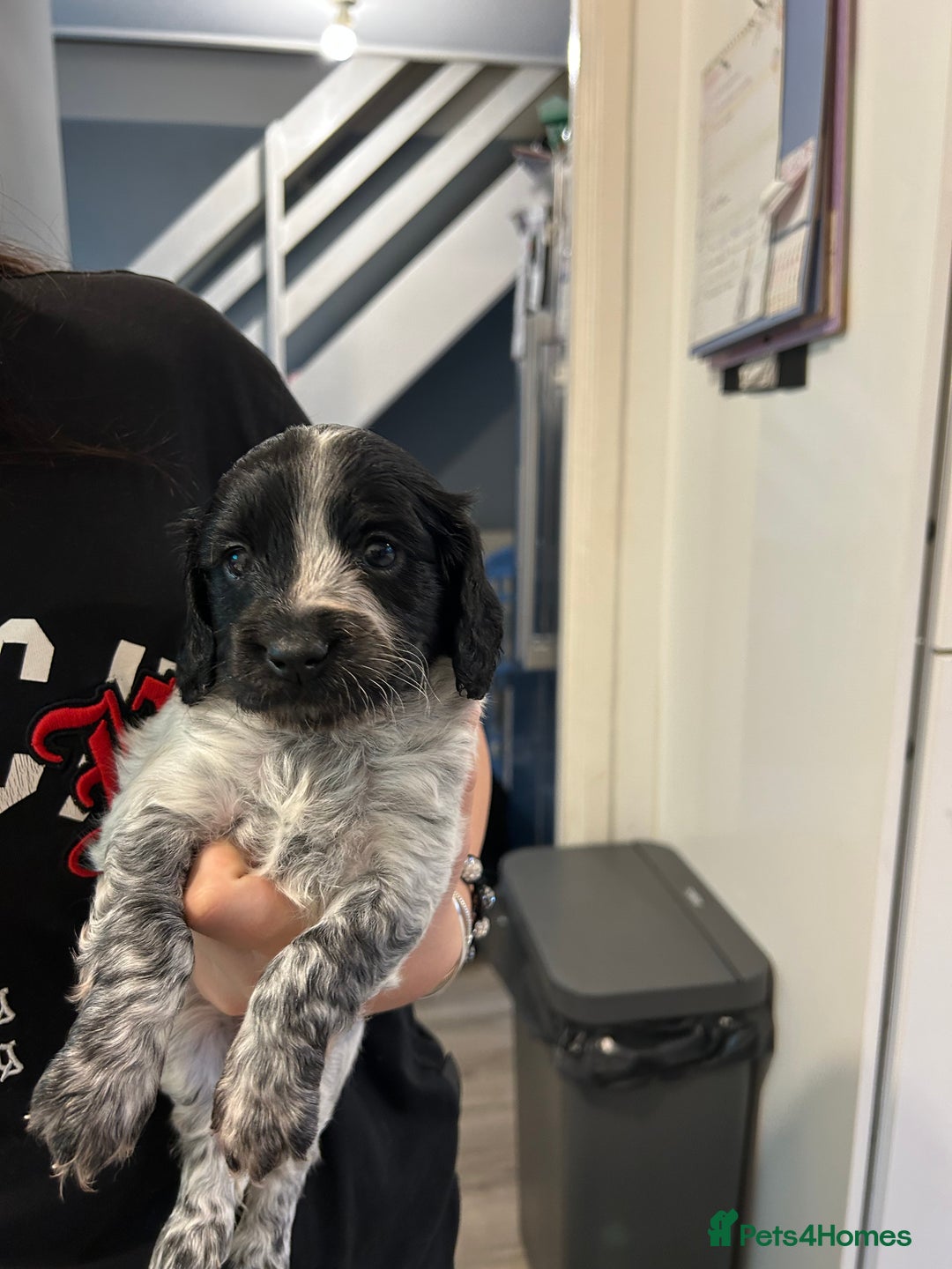 Cockapoo dogs for sale: Cockapoo puppies - Image 7