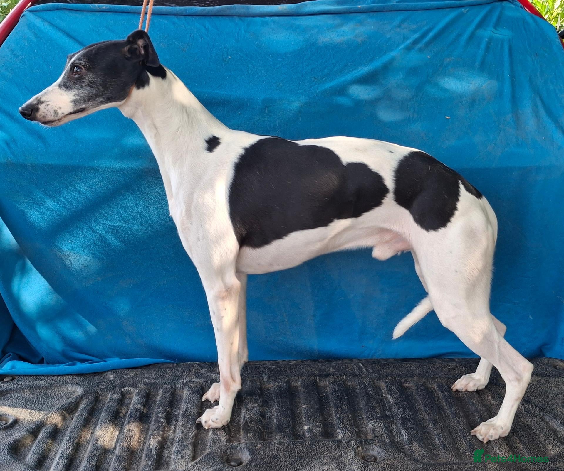 Whippet dogs Whippet Stud - Advert 3