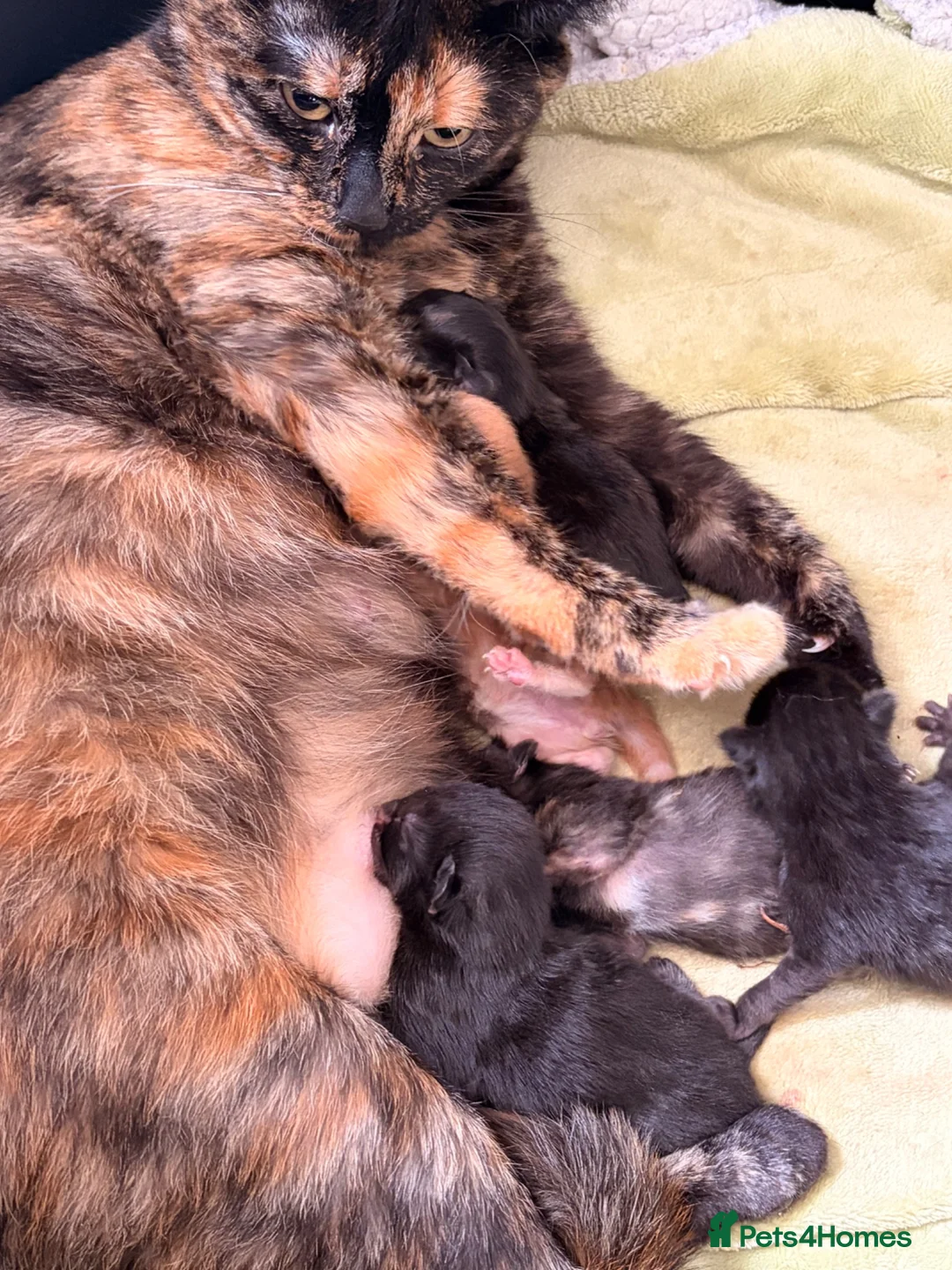 British Shorthair cats for sale: Gorgeous litter of kittens  in Glasgow - Advert 6
