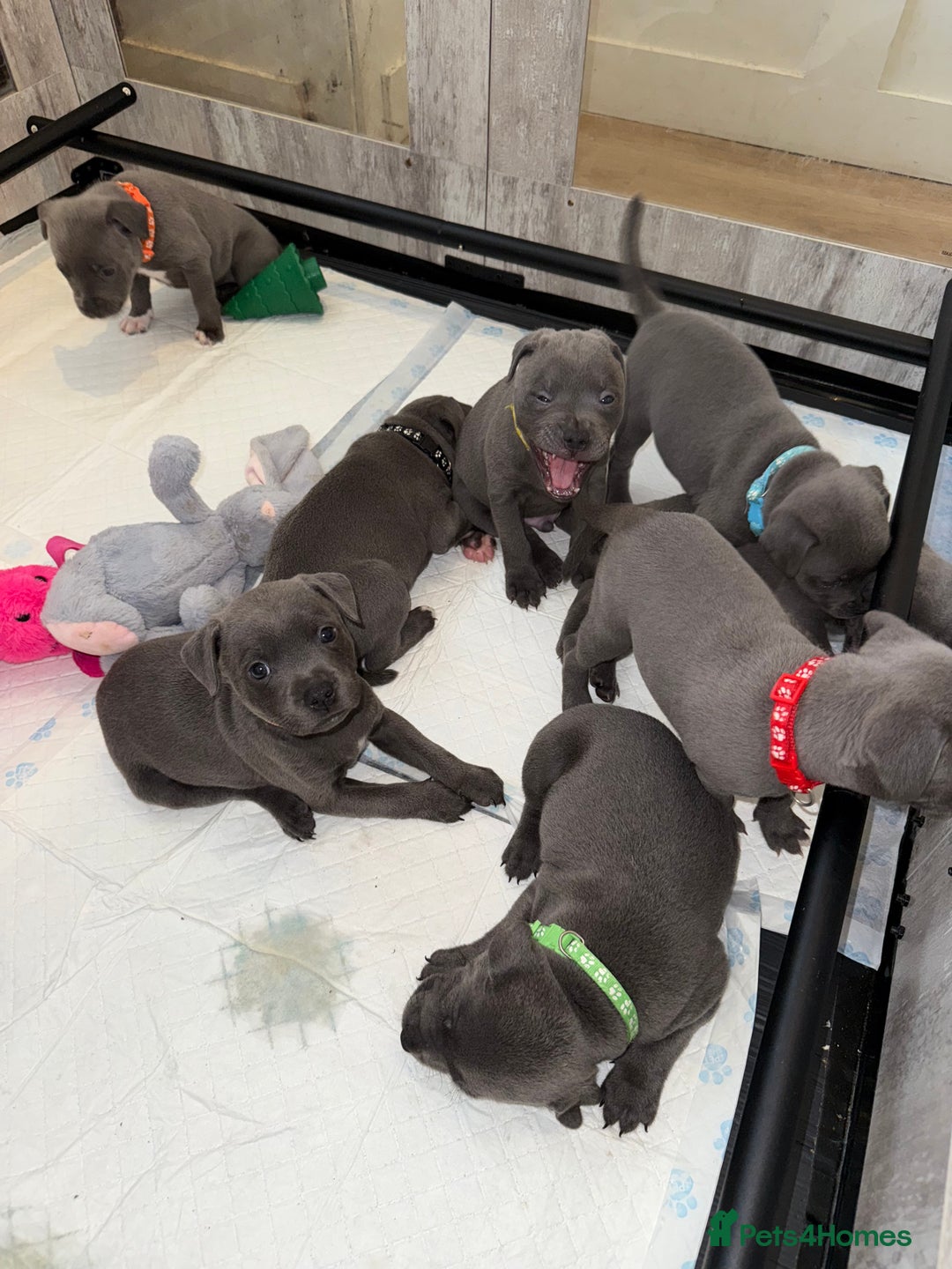 Dog Breed Staffordshire Bull Terrier Society Kc Registered Kc Staffy