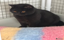 British Shorthair cats for sale: British shorthair male and female  - Image 2