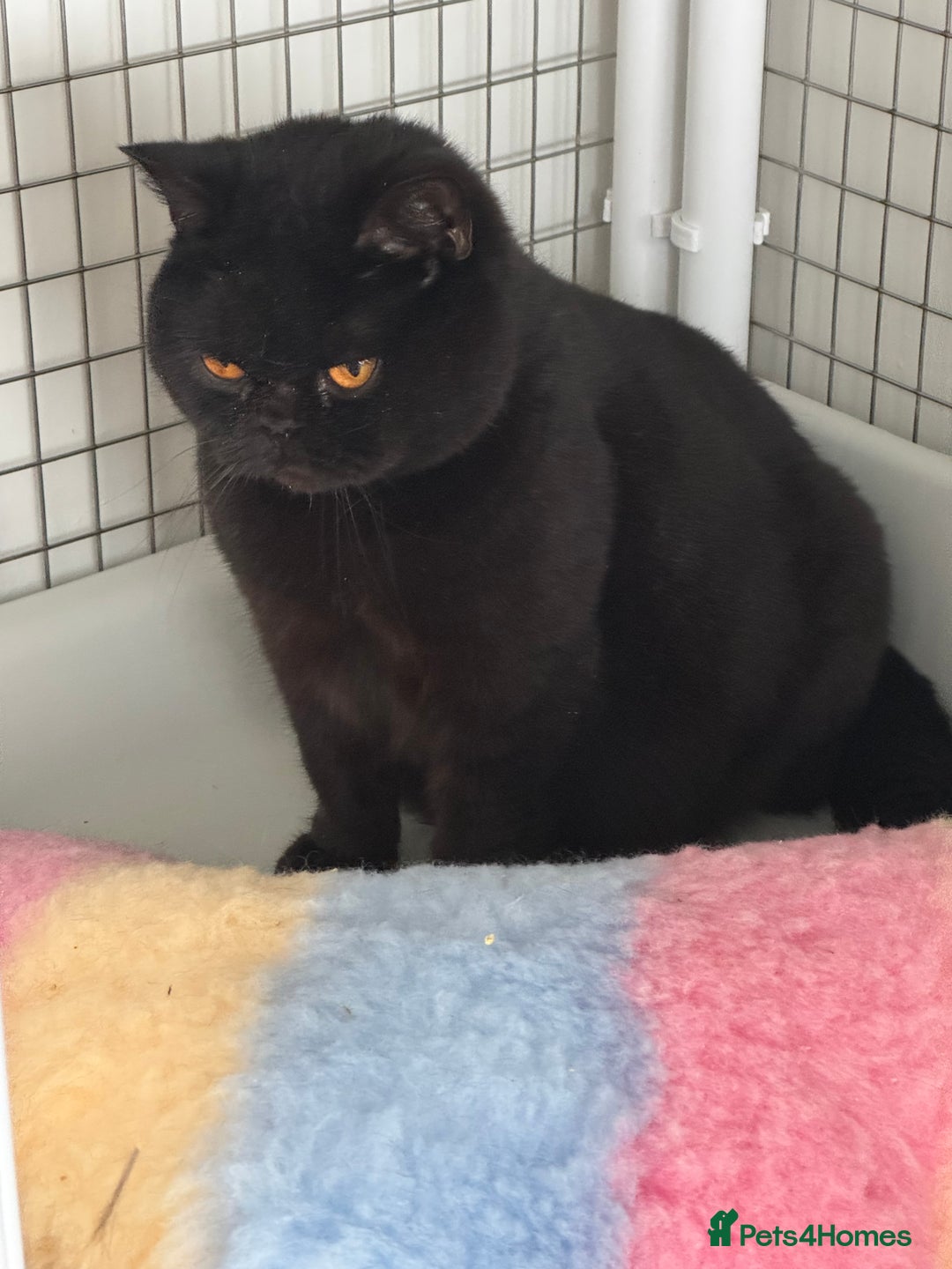 British Shorthair cats for sale: British shorthair male and female  - Image 2