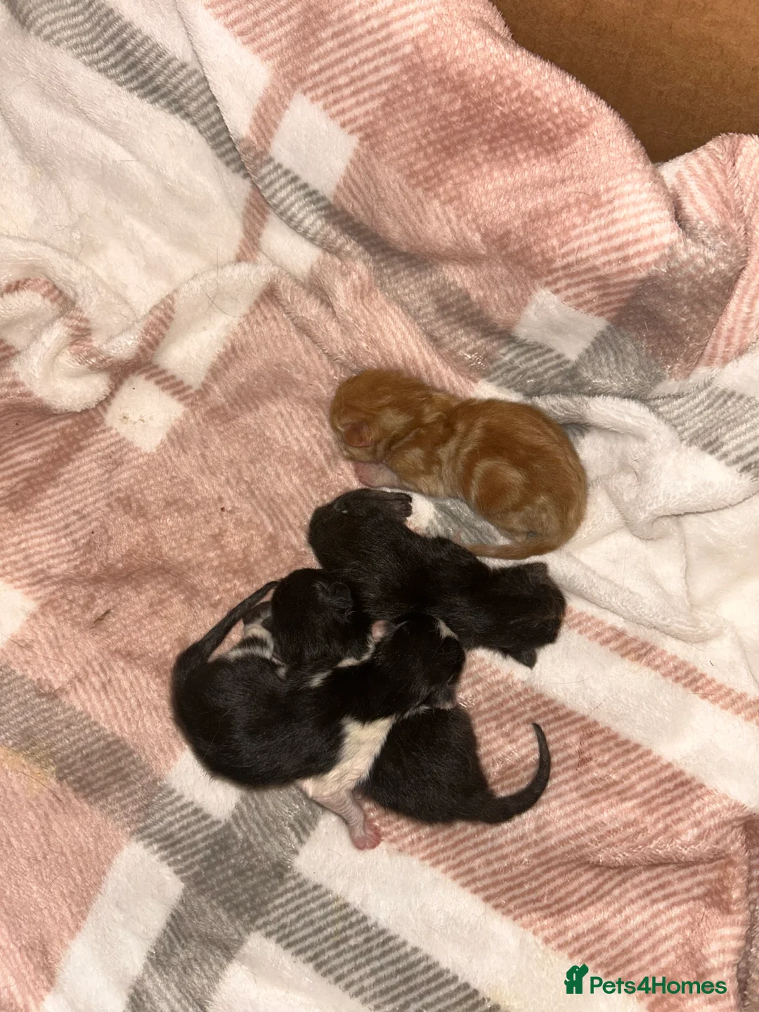 Domestic Shorthair cats for sale: 4 beautiful kitten to young calico mama  - Advert 3