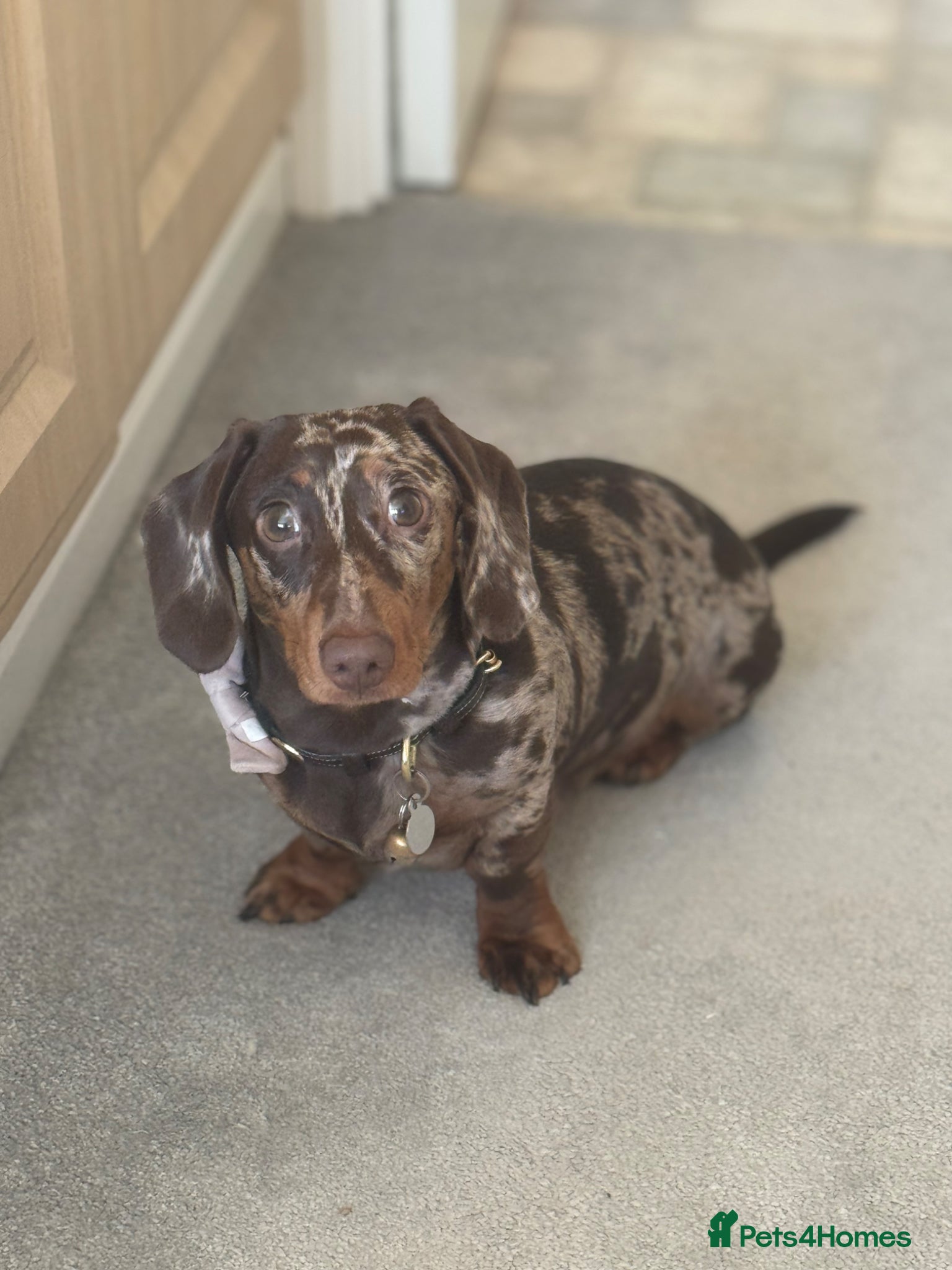 Miniature Dachshund dogs Miniature Dachshund Stud Available  - Advert 1