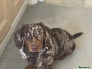 Miniature Dachshund dogs Miniature Dachshund Stud Available - Advert 1