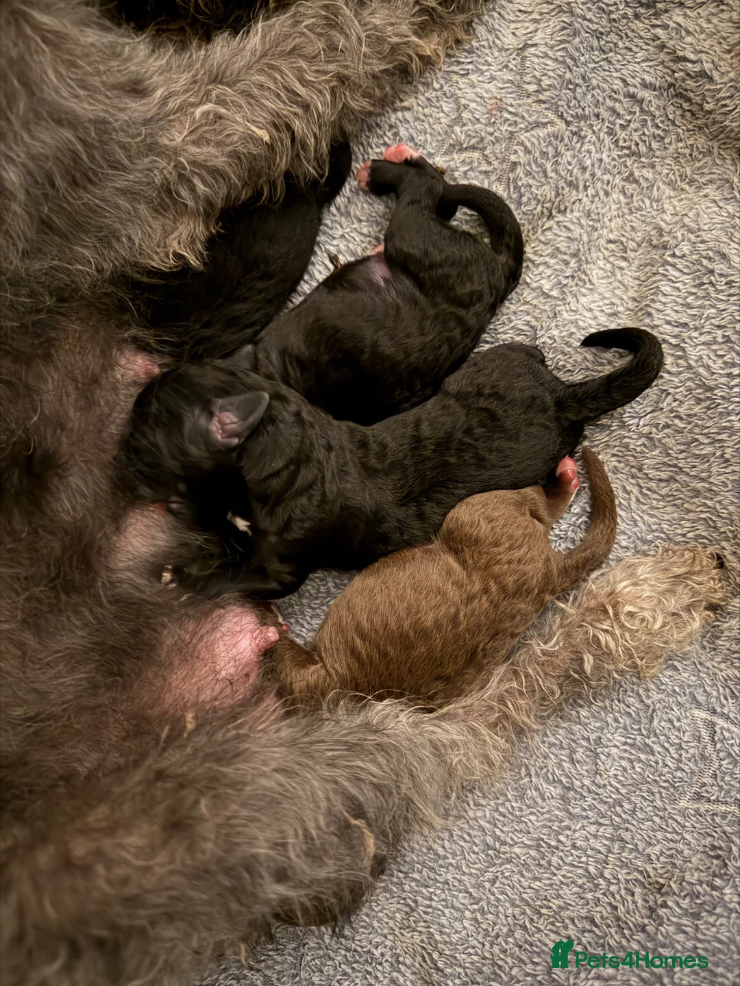 Bedlington Terrier dogs for sale: Bedlington whippets. - Advert 1