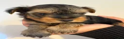 Yorkshire Terrier dogs for sale: Three stunning Yorkshire terrier puppies  - Advert 14