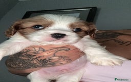 Cavalier King Charles Spaniel dogs for sale: Stunning Litter of cavalier King Charles spaniels  - Image 3