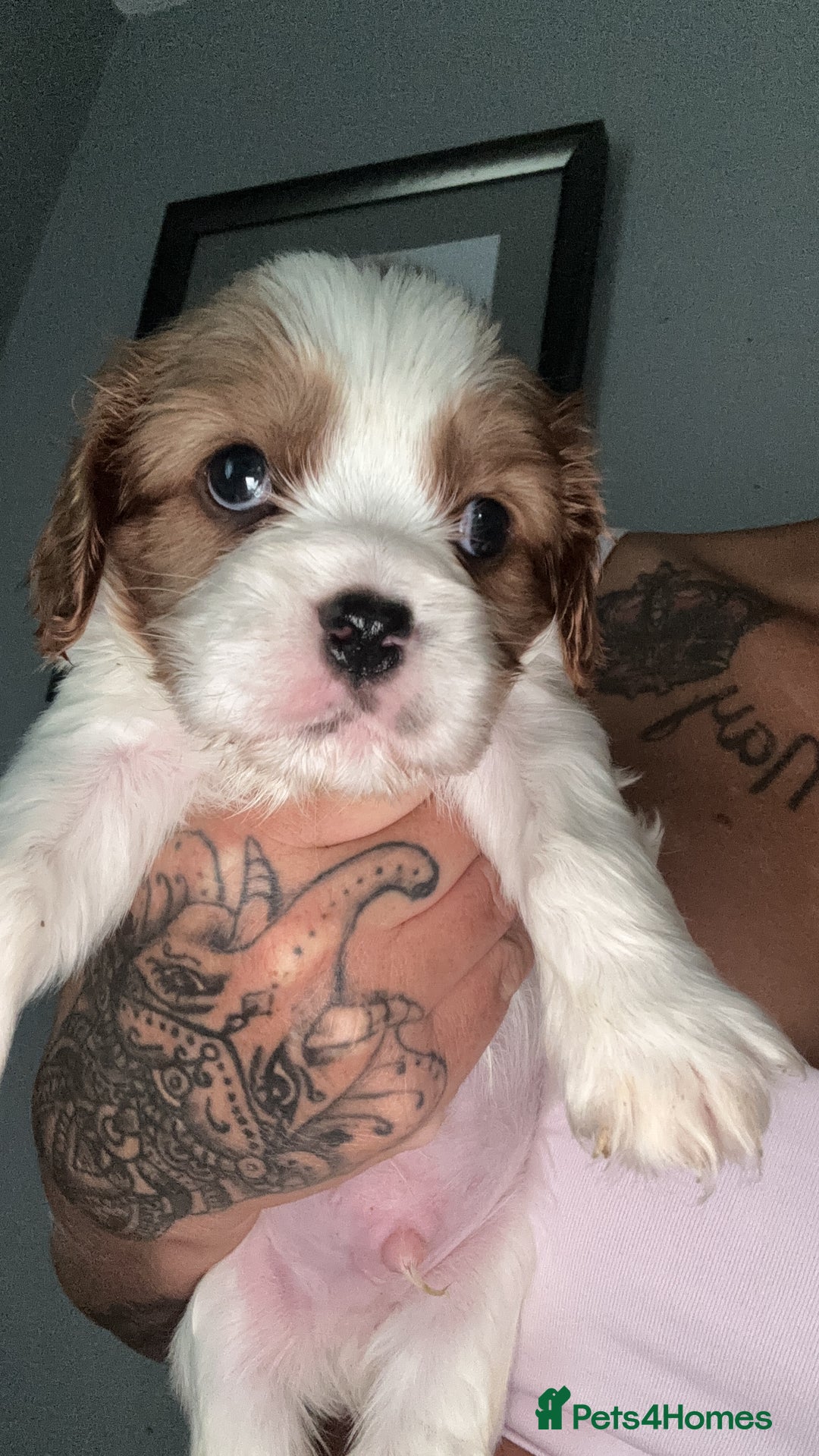 Cavalier King Charles Spaniel dogs for sale: Stunning Litter of cavalier King Charles spaniels  - Image 3
