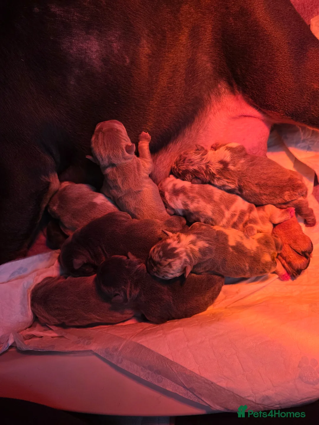 English Bulldog dogs for stud: British bulldog for stud - Advert 11