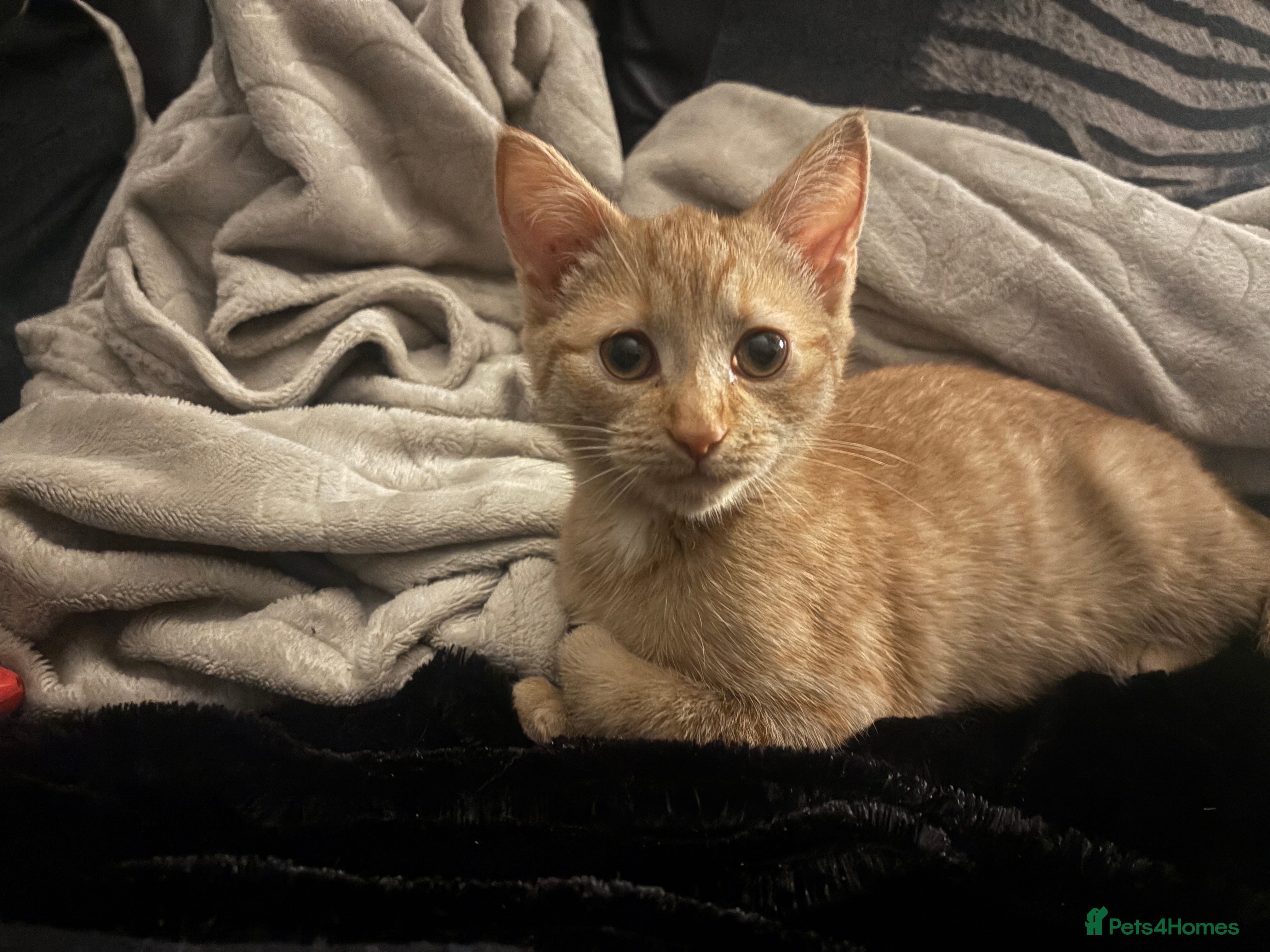 Mixed Breed cats Beautiful Ginger boy - Advert 1