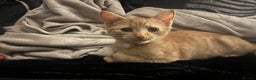 Mixed Breed cats for sale: Beautiful Ginger boy - Advert 1