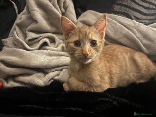 Mixed Breed cats Beautiful Ginger boy - Advert 1