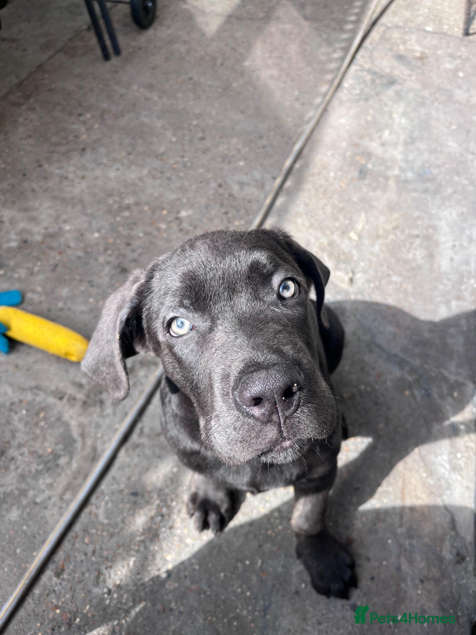 Cane Corso dogs Last 2 left CaneCorso Puppies - Advert 12
