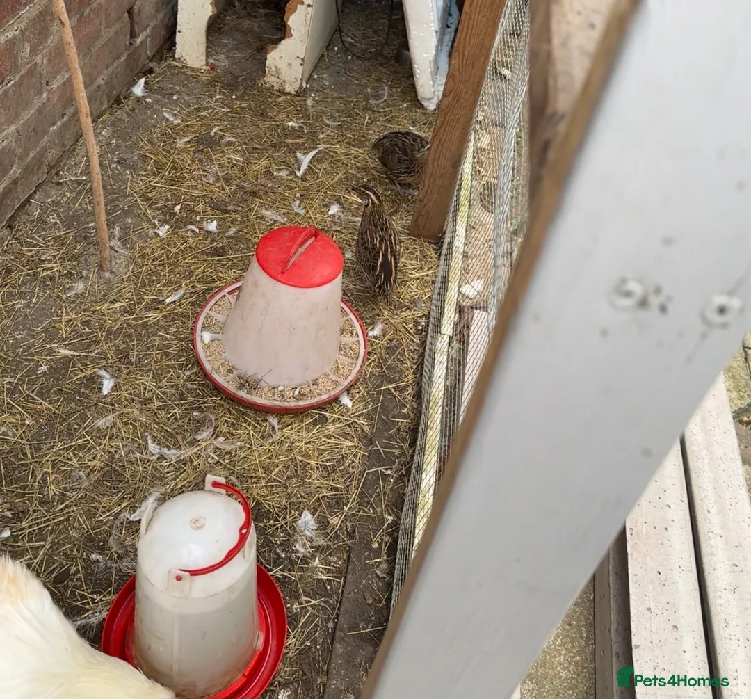 Mixed Breed birds for sale: Quail and rooster  - Advert 1